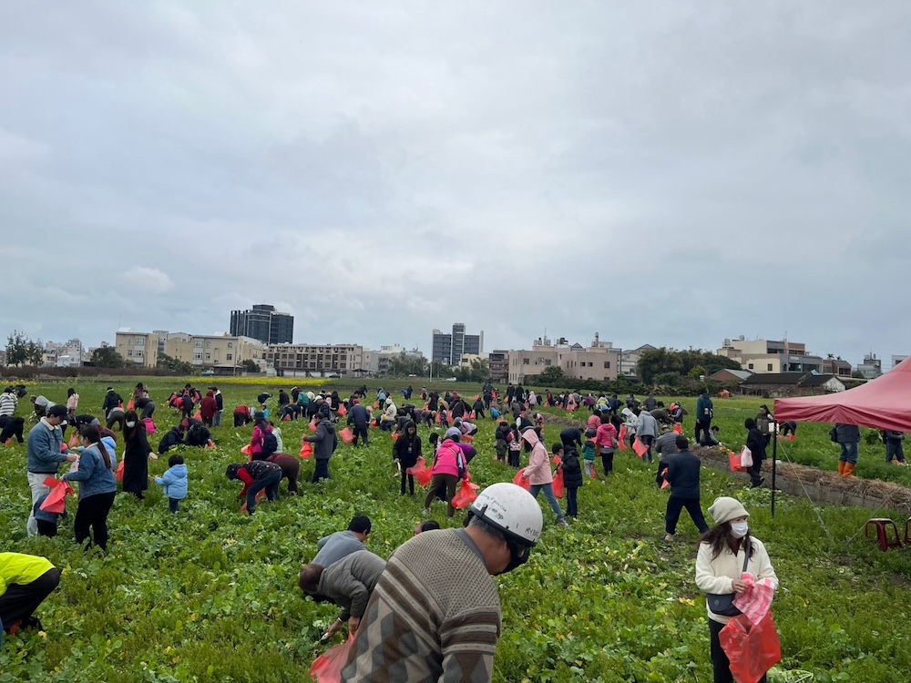 苑裡賞花季・冬季食農趣